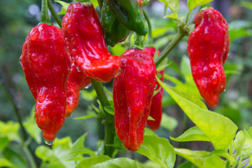 Chili Pepper Bhut Jolokia Red