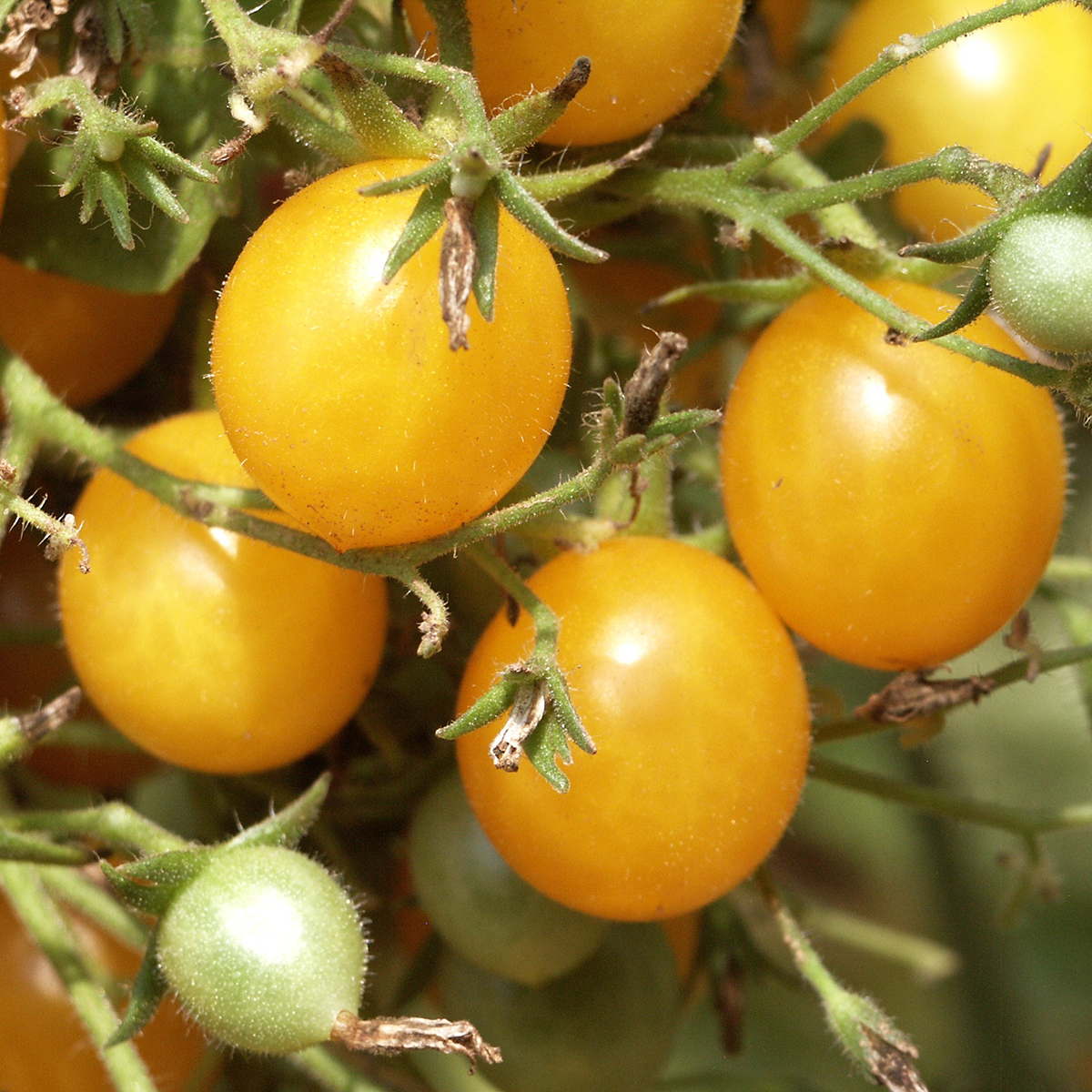 Tomate Gelbe Cherrytomate Bio Demeter