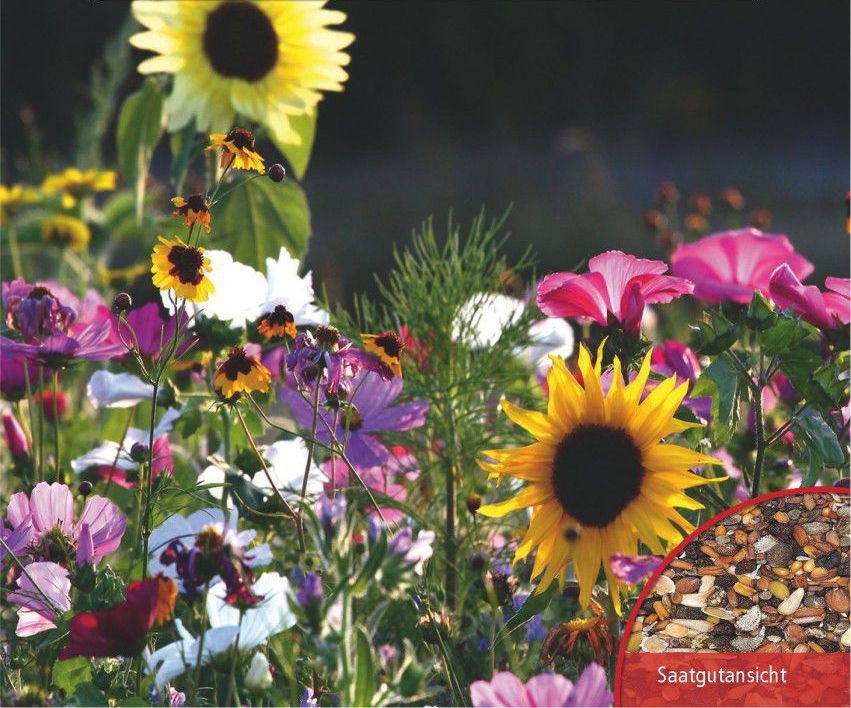 Garten für Kinder Sonnenblume  (Holzbox)