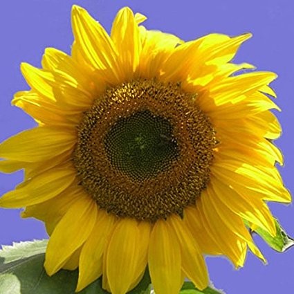 Sonnenblumensamen Giganteus