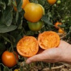 Tomaten Saatgut-Box XS Bio (Karton)