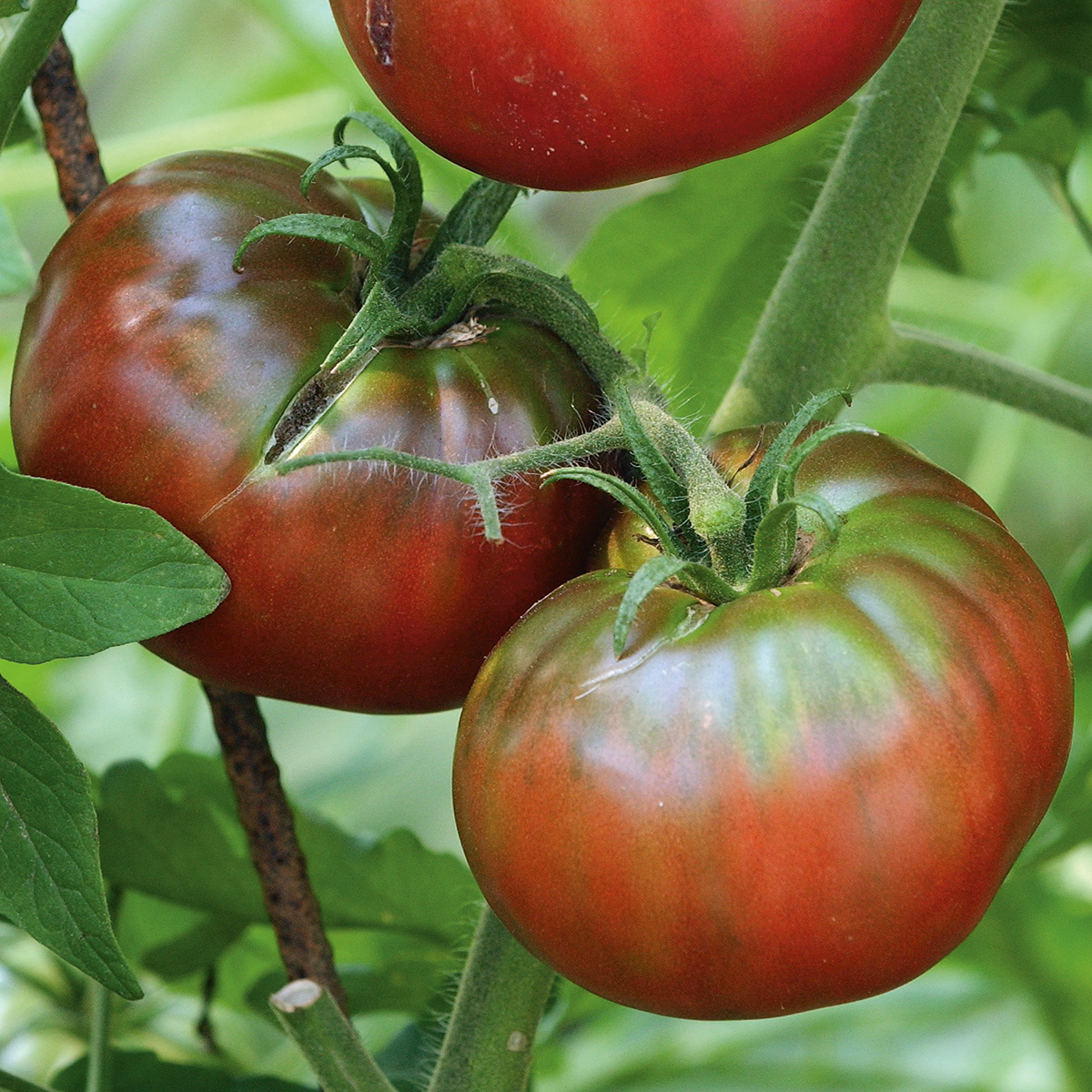 Tomate Noire de Crimée Bio Demeter