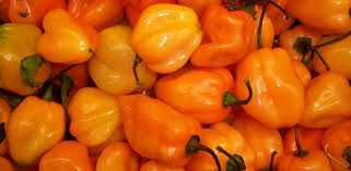 Chili Pfeffer Habanero Orange