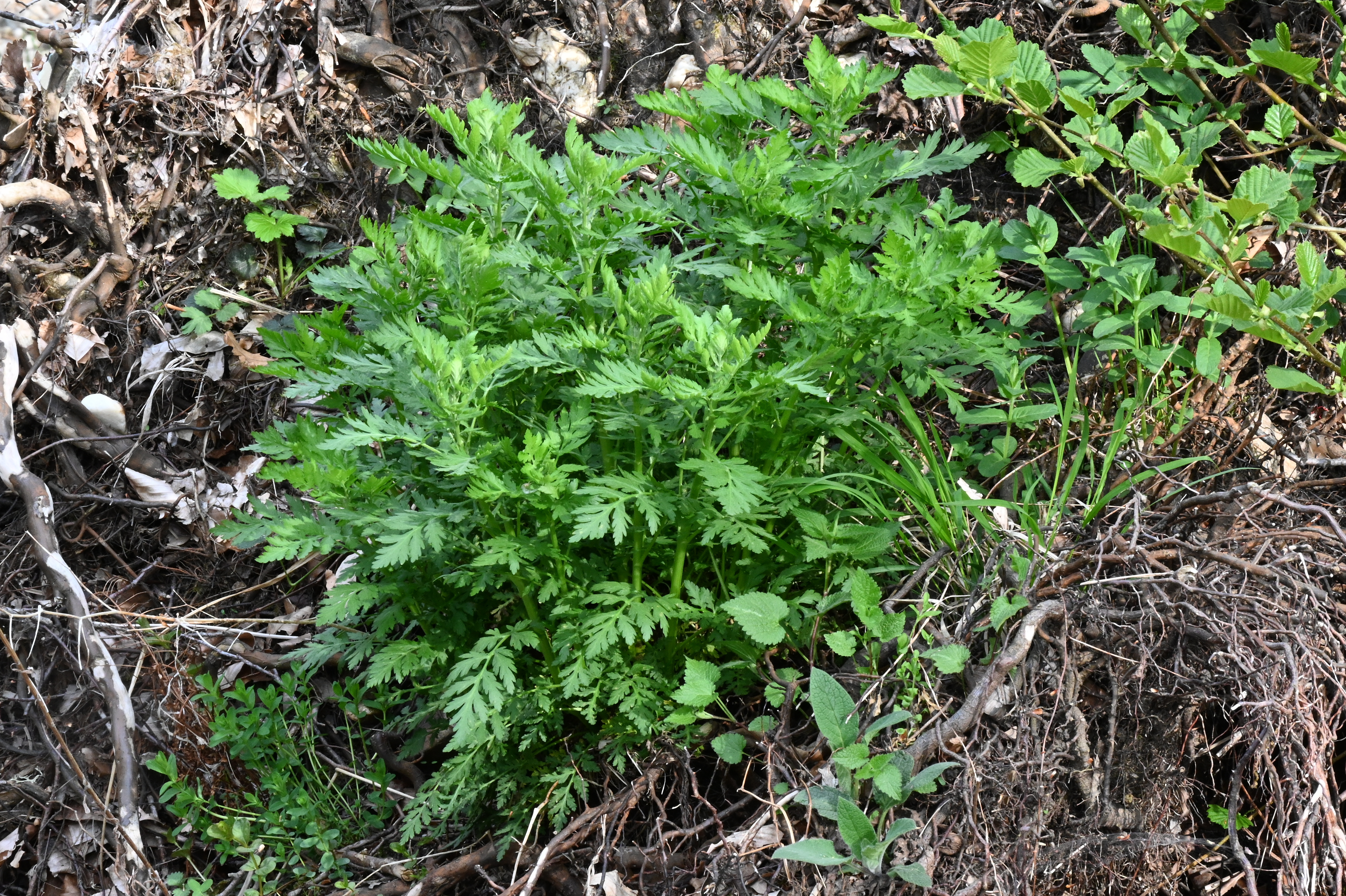 Artemisia annua, Einjähriger Beifuß