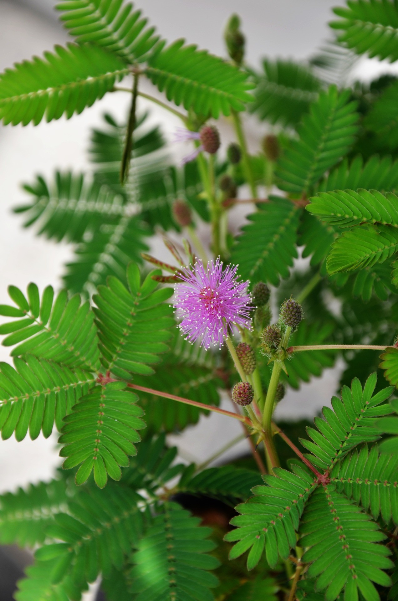 Zimmerpflanze Der immergrüne Mimosenbaum Saatgut Cassia ♪ Zimmerbaum 