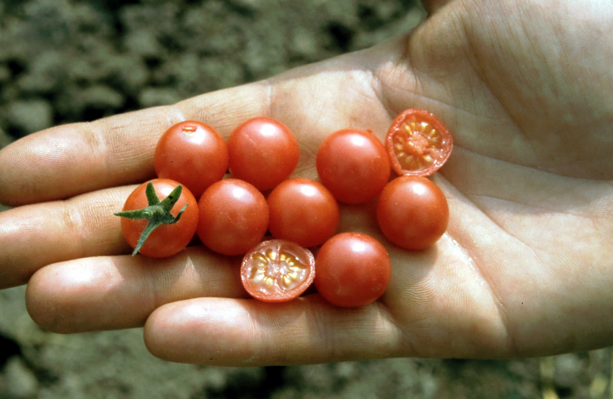 Tomaten Saatgut-Box S (Holzbox)