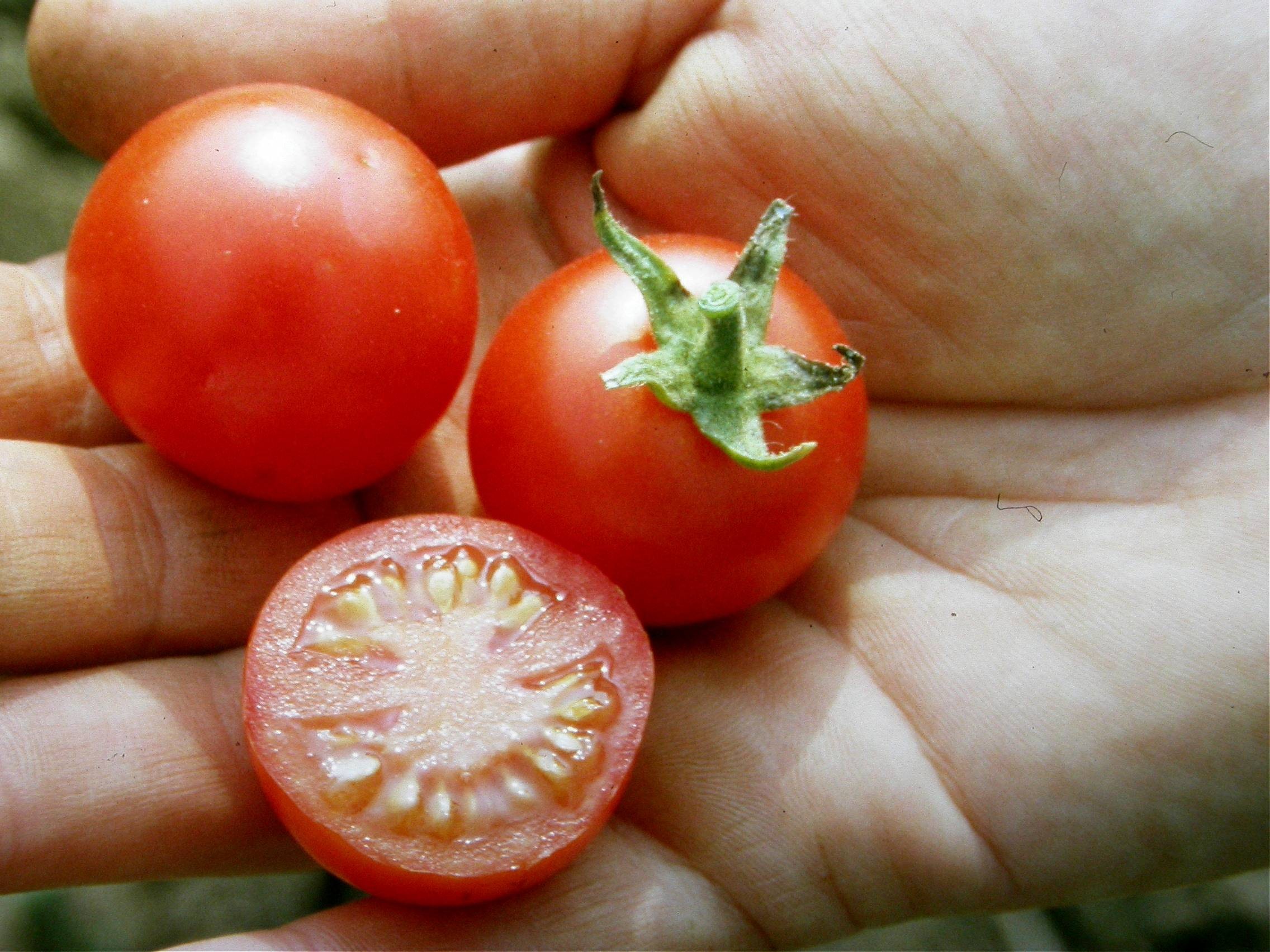 Tomaten Saatgut-Box S Bio (Holzbox)