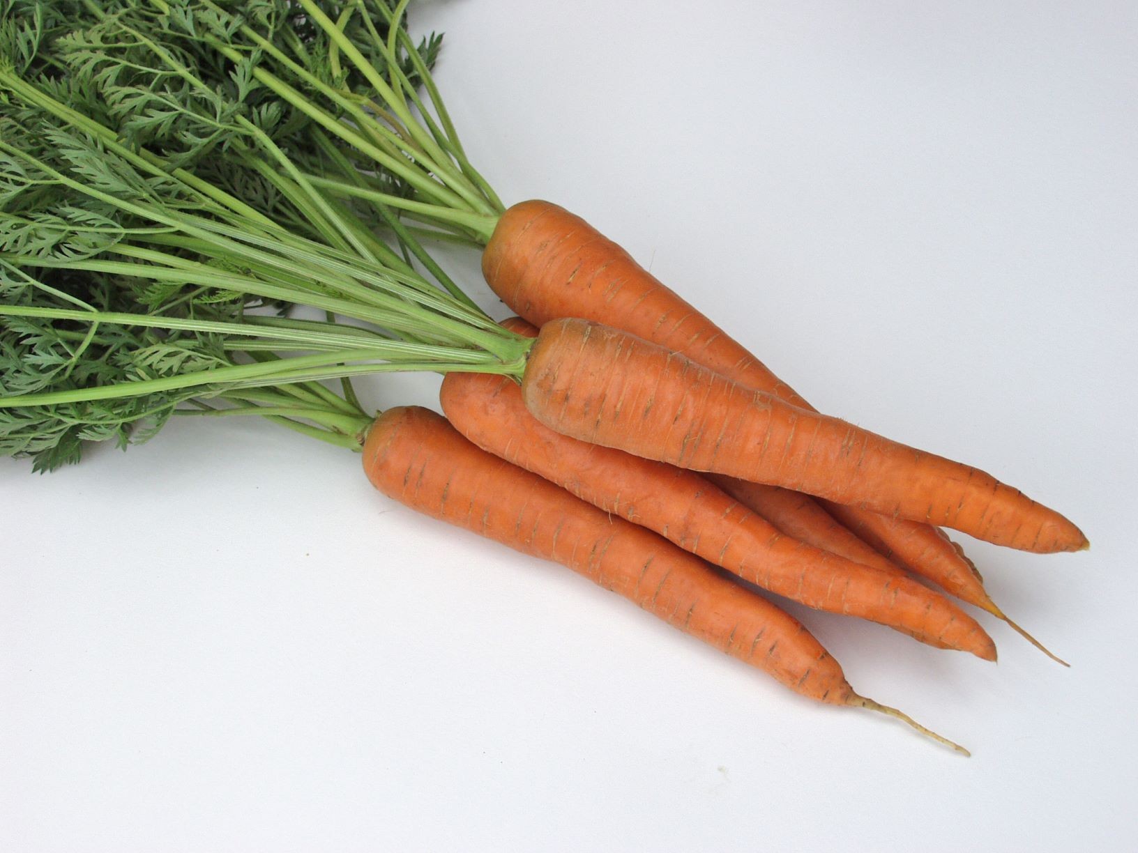 Bunte Karotten Saatgut-Box S (Holzbox)