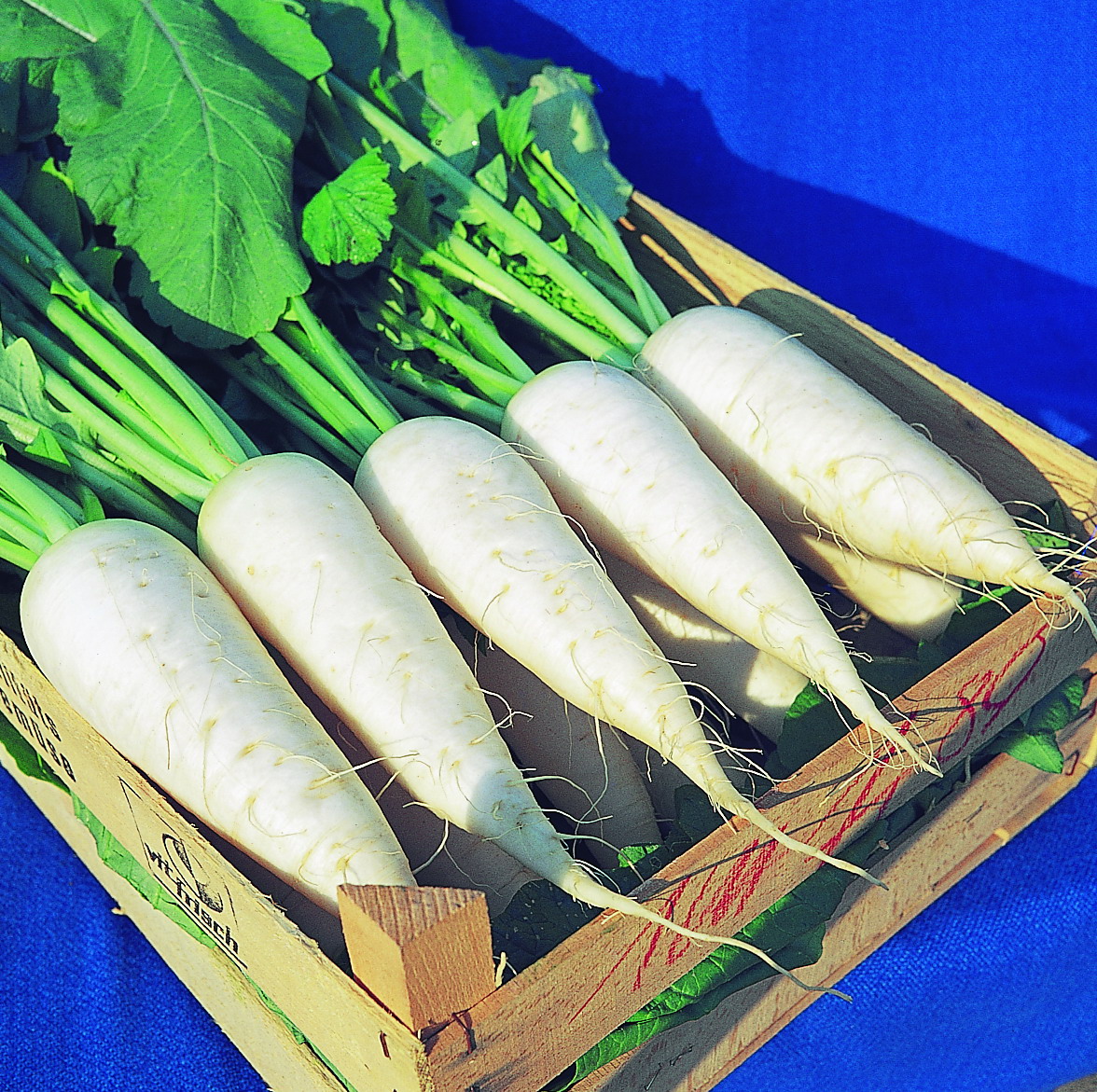 Mittelalterliche Gemüse Saatgut-Box XS (Holzbox mit Klappdeckel)