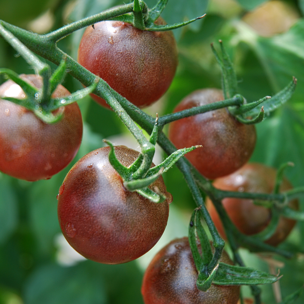 Tomate Black Cherry Bio Demeter