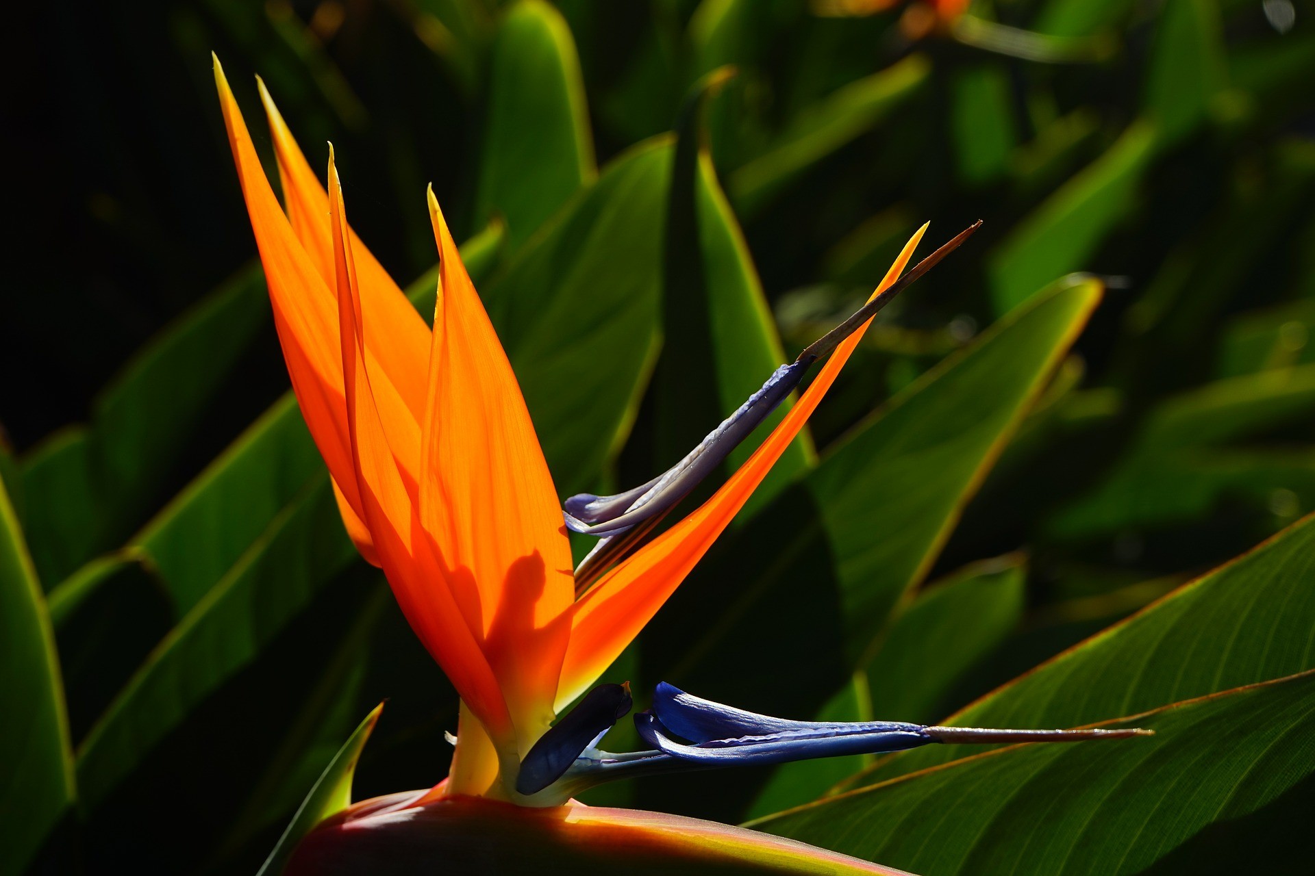 Paradiesvogel Blume