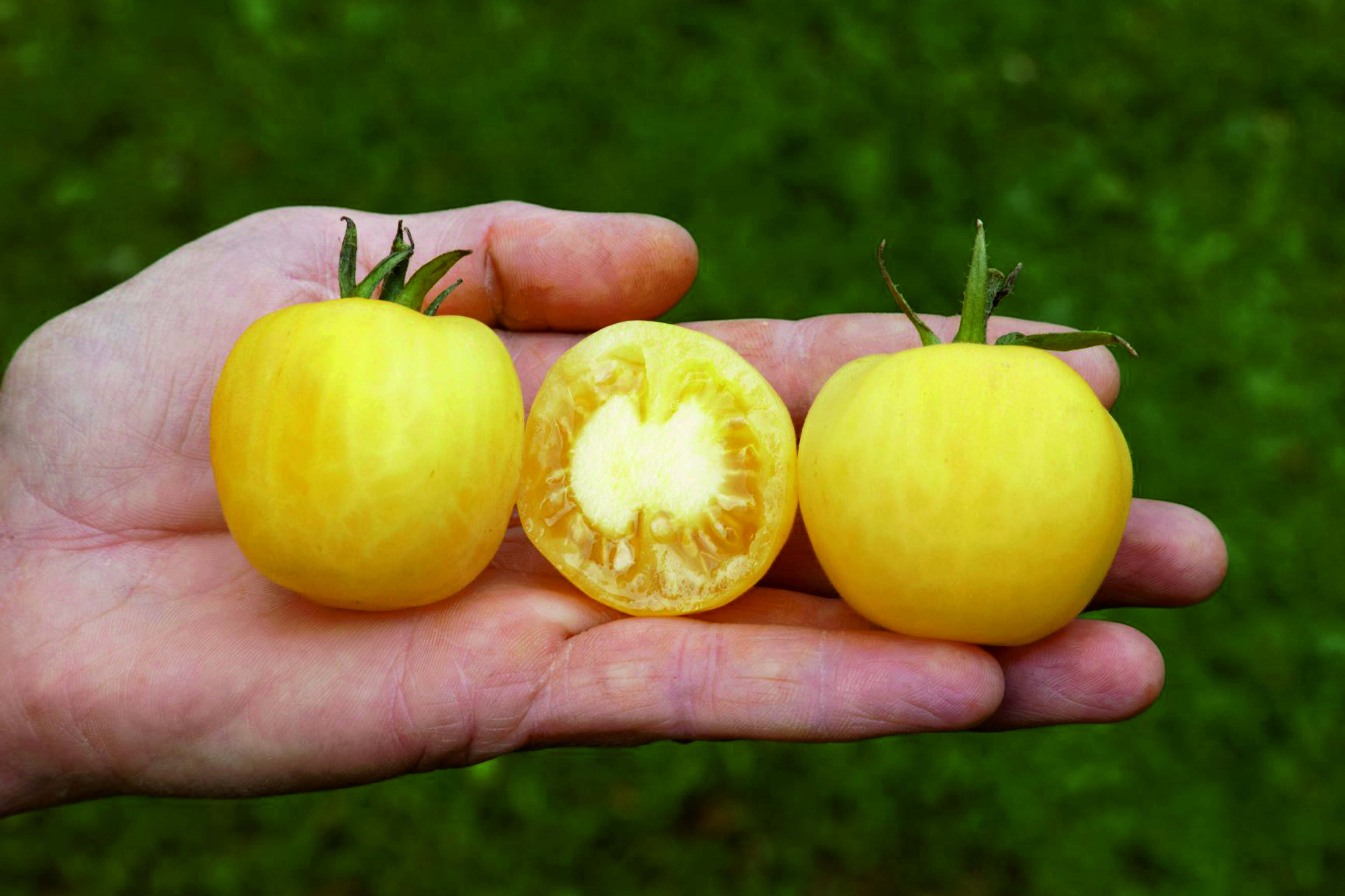 Tomatensamen Weißer Pfirsich Bio Demeter