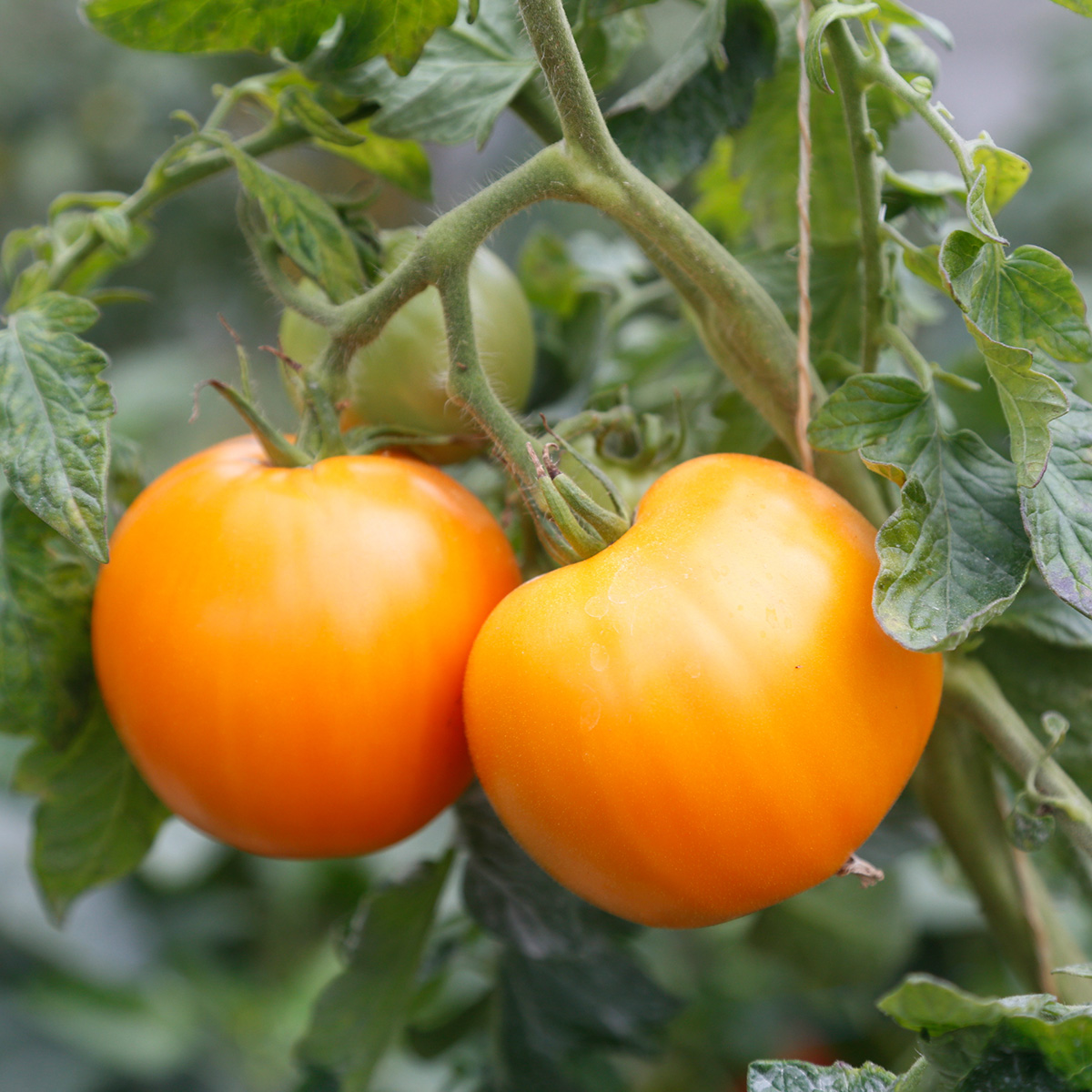 Tomate Orange À Gros Fruits Bio