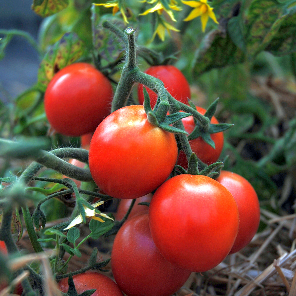 Tomate Ampeltomate Himbeerfarbige Bio Demeter