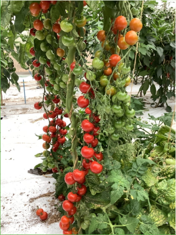 Tomate Gardener´s Delight