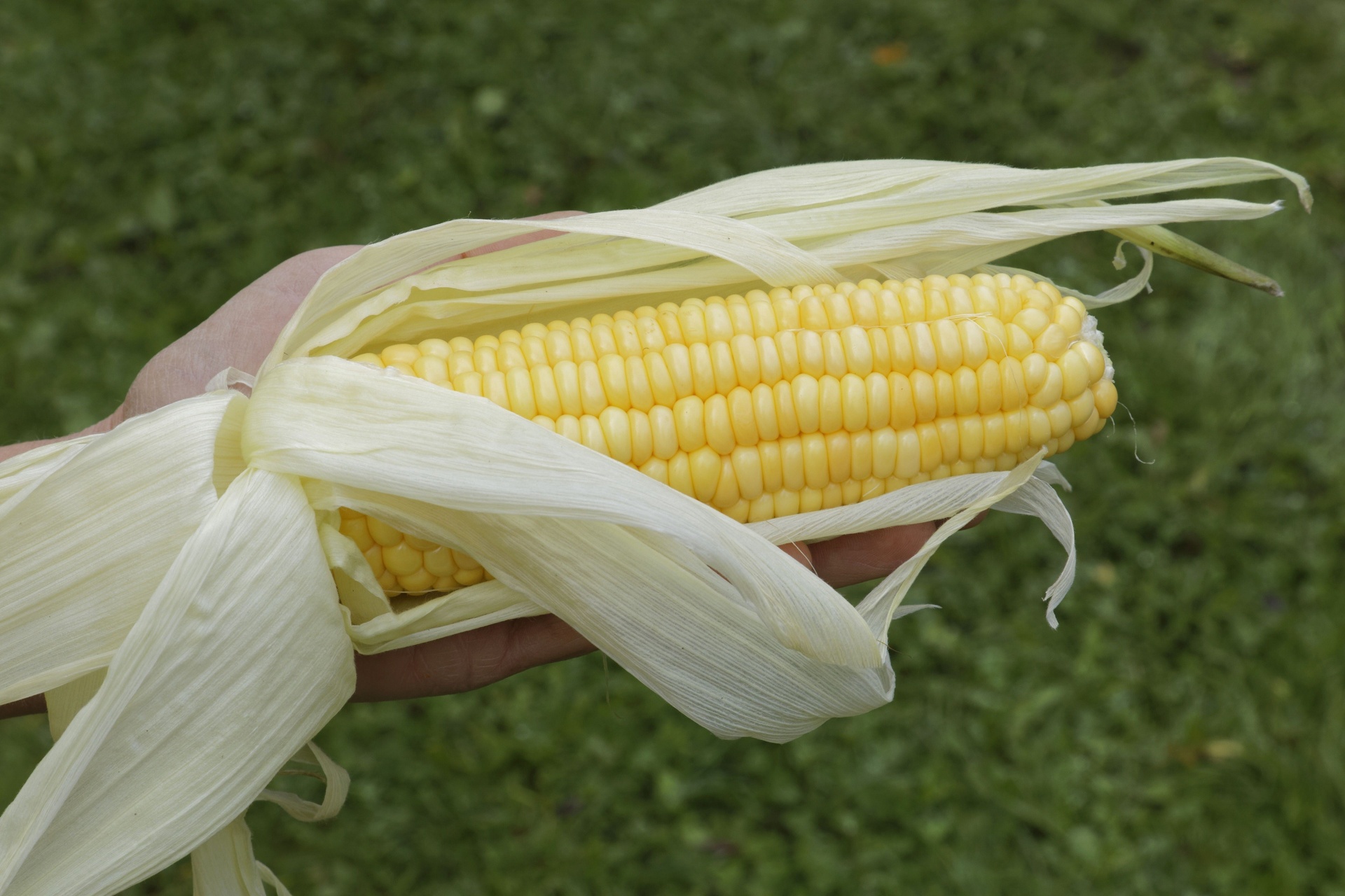 Batlle Gemüsesamen Zuckermais Golden Bantam – 48-72 Samen, Für Garten & Beet
